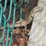 Scientists are looking for new lizards on Orcas and need the community’s help