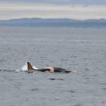 Contributed photos. Center for Whale Research