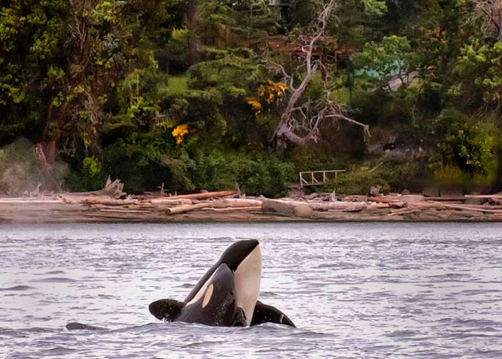 Deep Dive - now pay as you can event