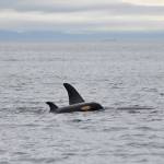 Center for Whale Research/Contributed photo                                J56 is the new calf of J31, born around late May.