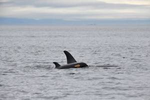 Center for Whale Research/Contributed photo                                J56 is the new calf of J31, born around late May.