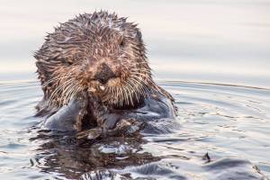 Whale Museum presents: Can otters save the world?