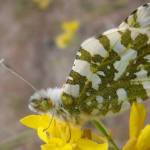 Island Marble butterfly (Thor Hanson/contributed photo)