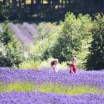 The magic of lavender
