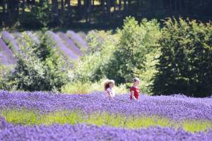 The magic of lavender