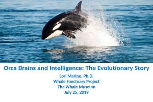 The intellect of the blackfish