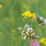 San Juan Island is the only place in the world that the Island Marble Butterfly is known to exist. (U.S. Fish and Wildlife Services/contributed photo)