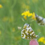 State and federal agencies work to save endangered butterfly