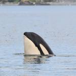 Three Southern resident orcas missing, presumed dead