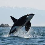 Three Southern resident orcas missing, presumed dead