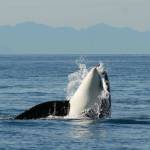 Three Southern resident orcas missing, presumed dead