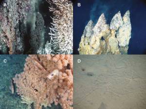 Deep-sea hard (A-C) and soft (D) substratum environments. (A) Hydrothermal vent tubeworms, Endeavour, Northeast Pacific; (B) Corals and fishes, East Diamante Volcano, Western Pacific; C) Deep-water coral and redfish, Northeast Channel canyon, Nova Scotia, Canada; (D) Muddy continental slope, Nova Scotia, Canada. (Photo credits: A. Metaxas/ropos.)