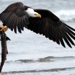 A bald eagle catches a salmon near Del Rey Beach near Seaside, Oregon. <em>(Photo credit: Neal Main, PacificLight Images) </em>