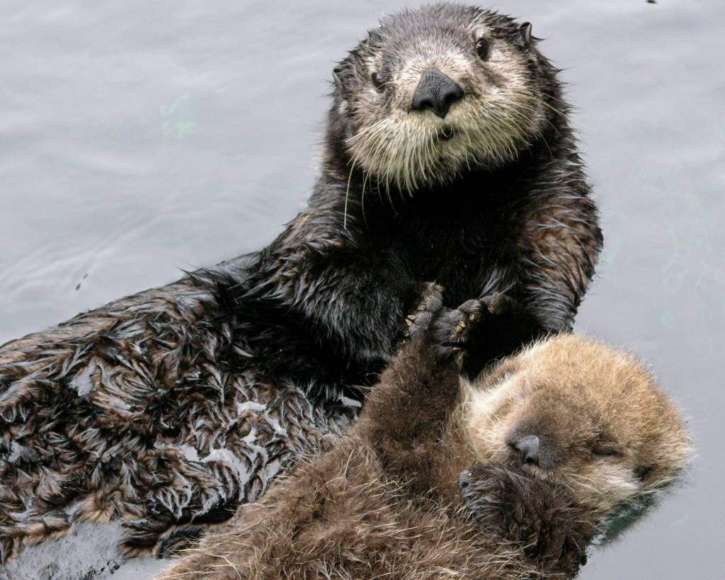 Sea otter mom holds hands with her young pup. Photo contributed by The Whale Museum and Seattle Aquarium.