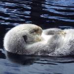 Homer, a 25-year-old sea otter, and survivor of Exon Valdez oil spill, relaxes on her back. Contributed by The Whale Museum and Seattle Aquarium.