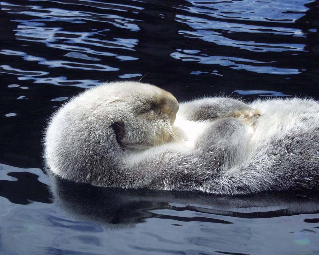 Homer, a 25-year-old sea otter, and survivor of Exon Valdez oil spill, relaxes on her back. Contributed by The Whale Museum and Seattle Aquarium.