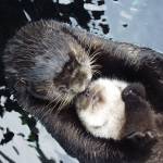 Lootas, a female sea otter at the Seattle Aquarium with her second pup. Contributed by The Whale Museum and Seattle Aquarium.