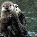 Can sea otters save the world