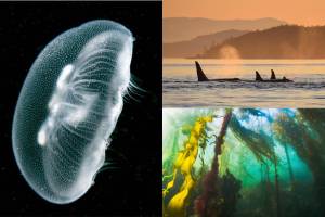 SJIMA presents photos from the deep