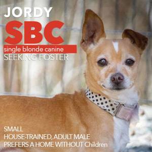 Contributed photo                                Jordy wearing his keen collar.