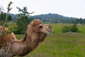 Cyndi Brast/Contributed photo                                Mona lived on San Juan for more than a decade.