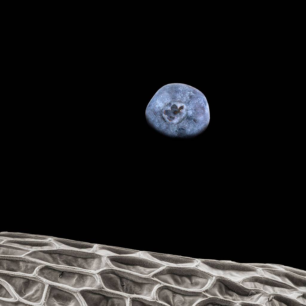 Blueberry. Robert Dash/Contributed photo.