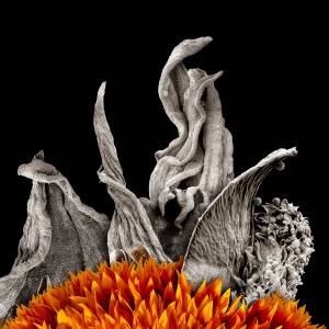 Sunflowers are highly resistant to drought, increased heat, and disease. Theyre seen as a key species by researchers looking to support healthy crops in the future. (Robert Dash/contributed photo)