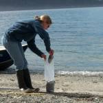 Citizen scientists needed for forage fish surveys