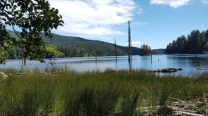 PCBs found in Mountain Lake are ubiquitous