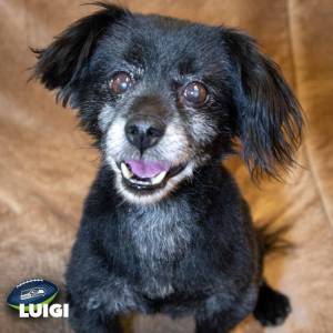 Luigi | Pet of the Week