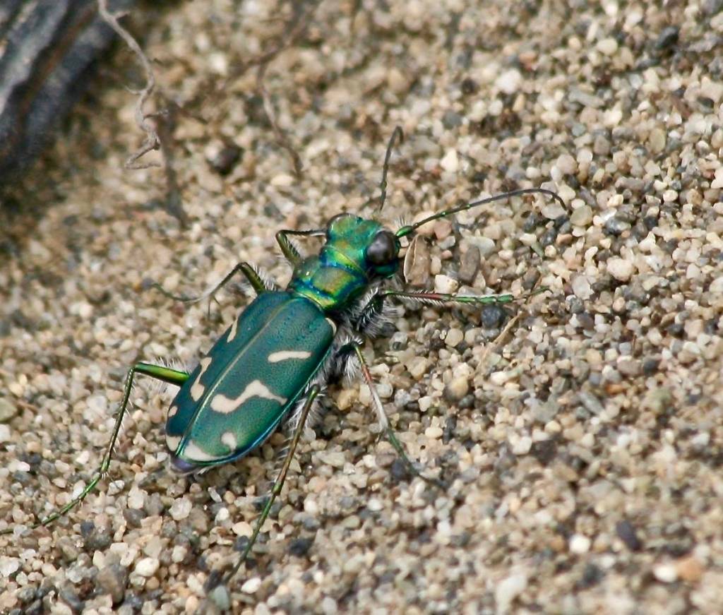 (Cyndi Brast/contributed photo)