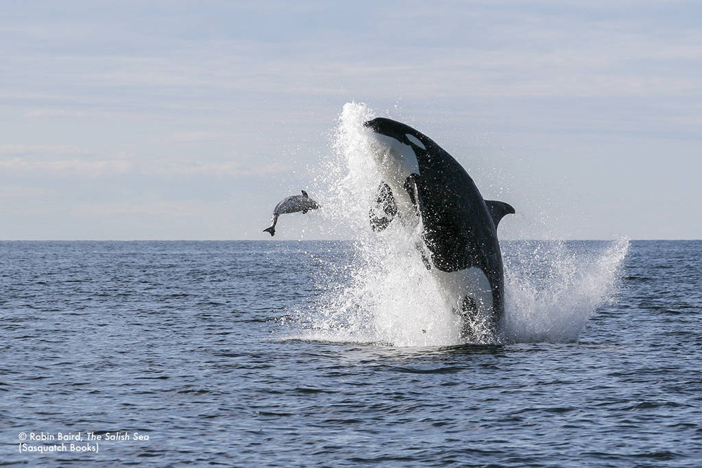 Robin Baird/Contributed photo.