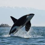 K25 (Dave Ellifrit, Center for Whale Research/contributed photo)