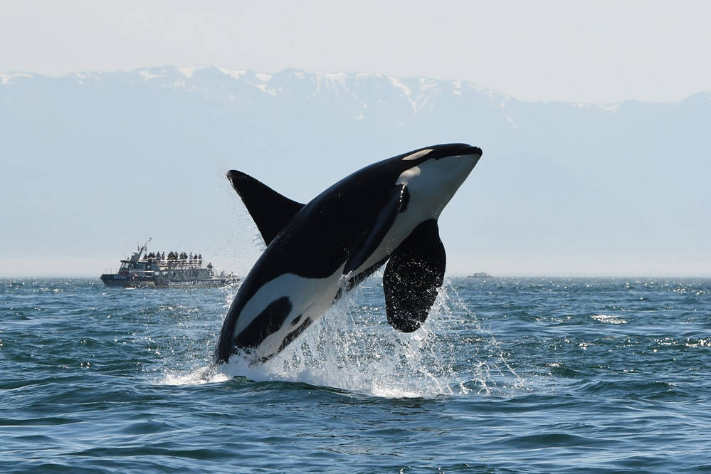 K25 (Dave Ellifrit, Center for Whale Research/contributed photo)
