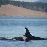 J17 (Ken Balcomb, Center for Whale Research/contributed photo)
