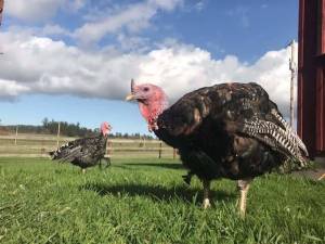 Thanks’living’ celebration returns