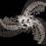 Robert Dash/contributed photo                                Barnacles on acid.