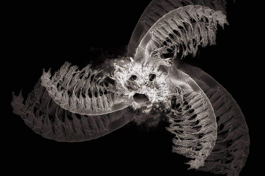 Robert Dash/contributed photo                                Barnacles on acid.