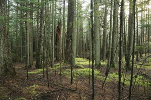 County awarded grant for wood energy project
