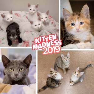 Kitten madness | Pet of the Week
