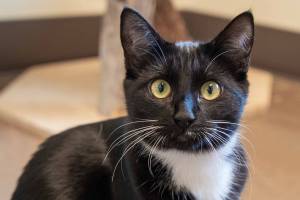 Adelaide | Pet of the Week