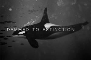 SeaDoc presents ‘Dammed to Extinction’ on Orcas, Jan. 8