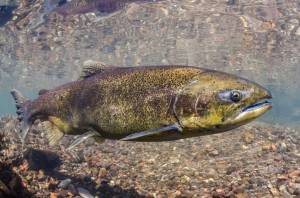 A Chinook salmon pictured in Oregons McKenzie River. This adult fish is shorter in length than its predecessors were. (Morgan Bond/contributed photo)