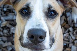 Moose | Pet of the week