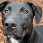 Remi | Pet of the Week