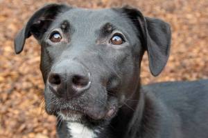 Remi | Pet of the Week