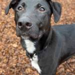 Remi | Pet of the Week