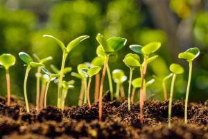 FHES fifth-grade students grow a ‘Martian’ pea patch