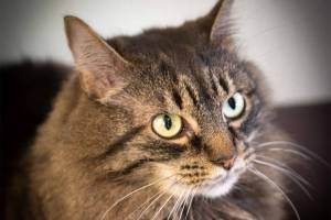 Pet of the Week- Daisy