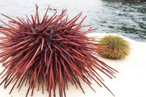 A deep dive into the San Juan Islands urchin fishery